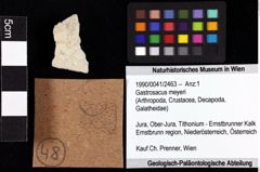 Foto (Objket + Etiketten) von Gastrosacus meyeri 